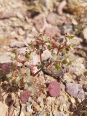Chorizanthe corrugata