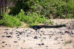 Pavo muticus