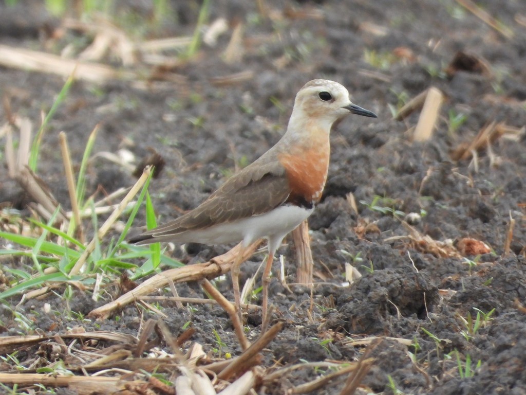 Oriental Plover photo