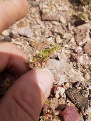 Chorizanthe corrugata