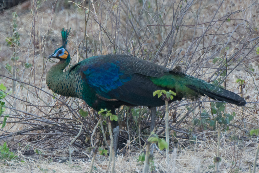 Green Peafowl