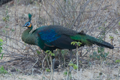 Green Peafowl photo 2