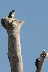 Microhierax fringillarius