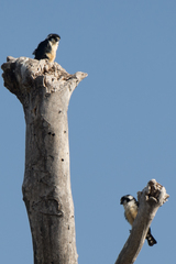 Microhierax fringillarius