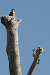 Microhierax fringillarius