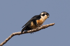 Microhierax fringillarius