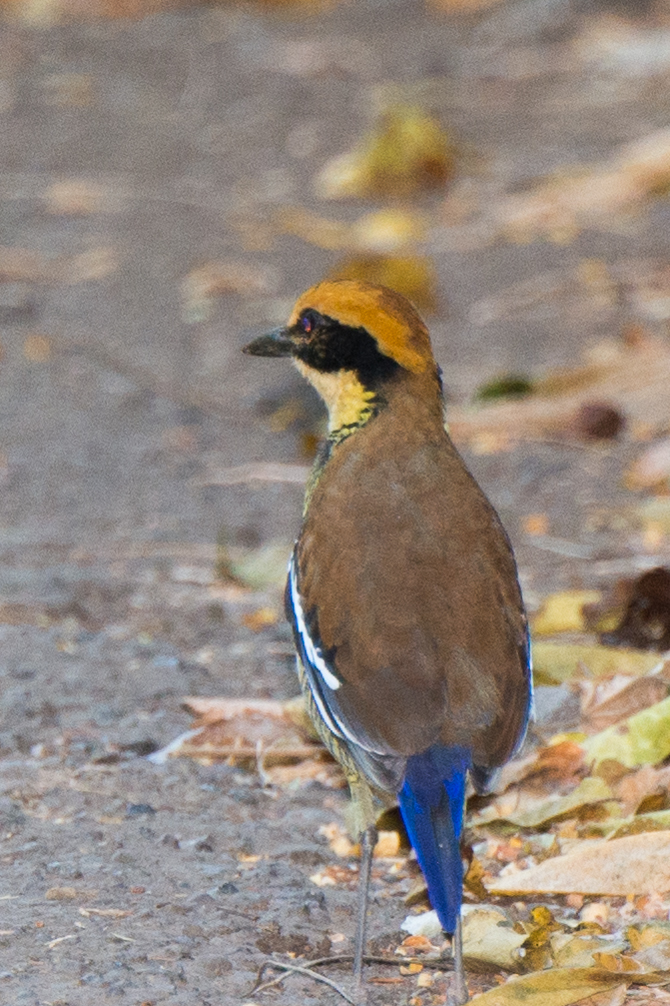 Javan Banded Pitta