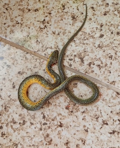 Military Ground Snake