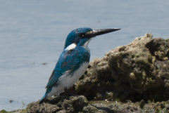 Alcedo coerulescens