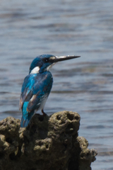 Alcedo coerulescens