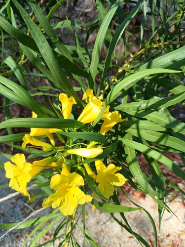 Astianthus viminalis, 2026-04-24