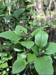 Crataegus viridis