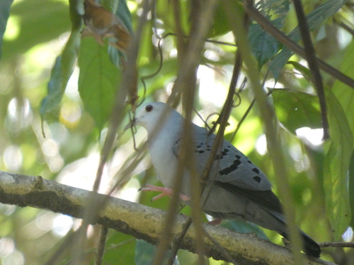 Blue Ground Dove (Claravis pretiosa), photo 5