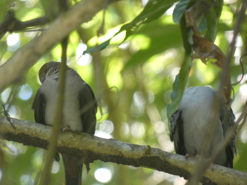 Blue Ground Dove (Claravis pretiosa), photo 6