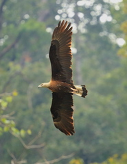 Haliaeetus leucoryphus