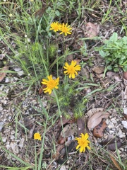 Thymophylla tenuiloba