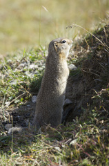 Urocitellus undulatus