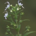 River Woodsage - Photo (c) Tony Rebelo, some rights reserved (CC BY-SA), uploaded by Tony Rebelo