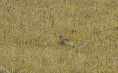 Urocitellus undulatus