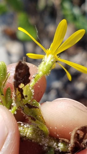 Image of Delaney's Goldenaster (Chrysopsis delaneyi) by (c) Scott Ward, some rights reserved (CC BY)