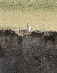 Urocitellus undulatus