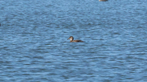iNaturalist image