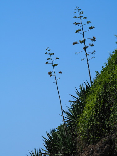 Agave sisalana