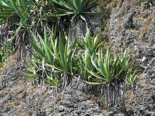 Agave sisalana