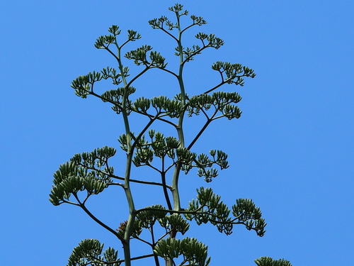 Agave sisalana