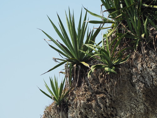Agave sisalana