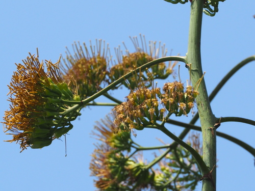 Agave sisalana