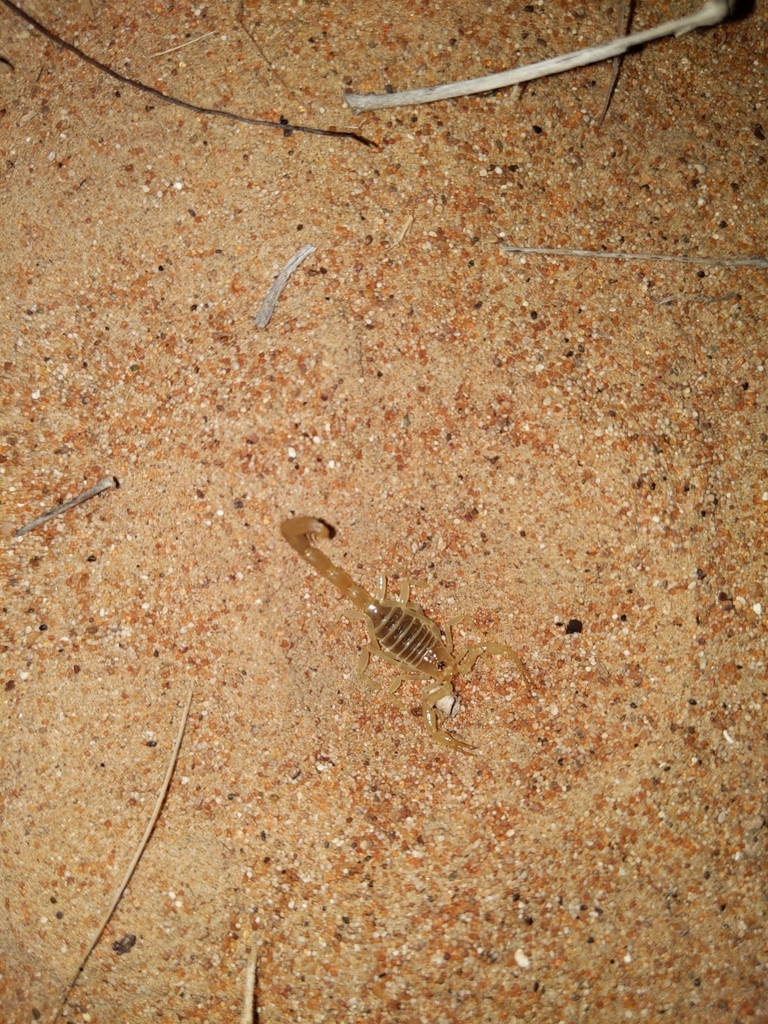 Vachoniolus