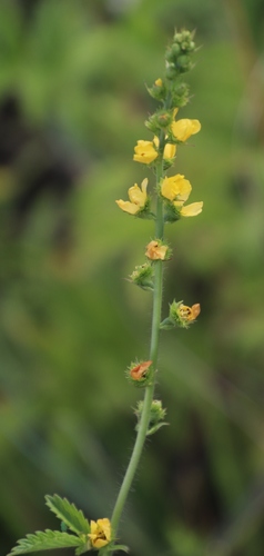 Image of Agrimonia bracteata by (c) Tony Rebelo, some rights reserved (CC BY-SA)