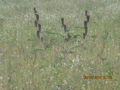 Astragalus alopecurus