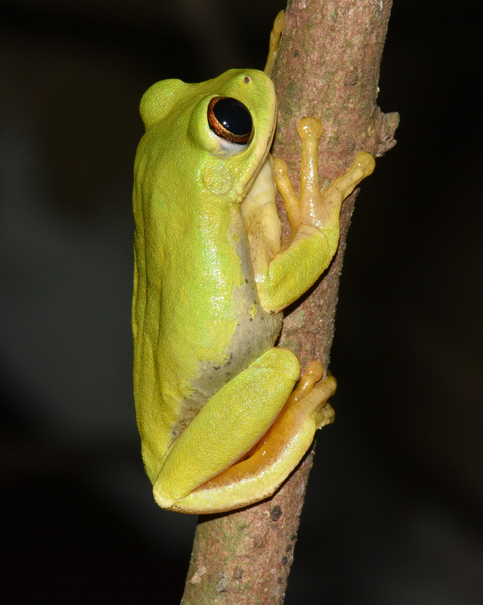 Leptopelis natalensis (Smith, 1849)