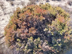 Serruria decipiens
