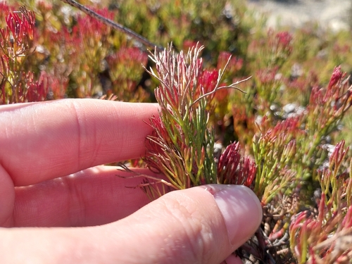 Serruria decipiens, photograph 1