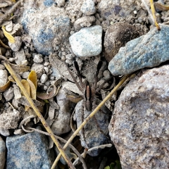 Camptocosa parallela