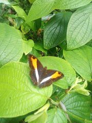 Adelpha cocala