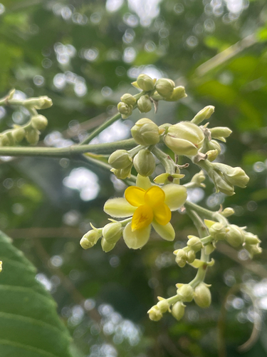 Schumacheria castaneifolia observed 2026-04-17