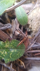 Tettiella
