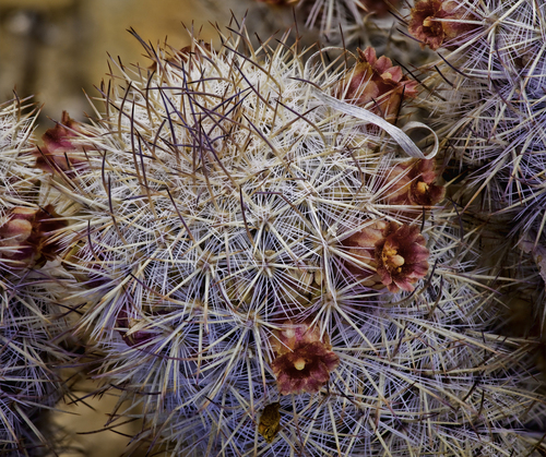 Rat-tail Nipple Cactus