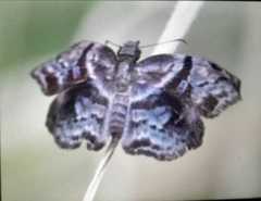 Helias phalaenoides