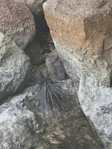 Atlantic Long-spined Sea Urchin, Curaçao, photo 8 of 10