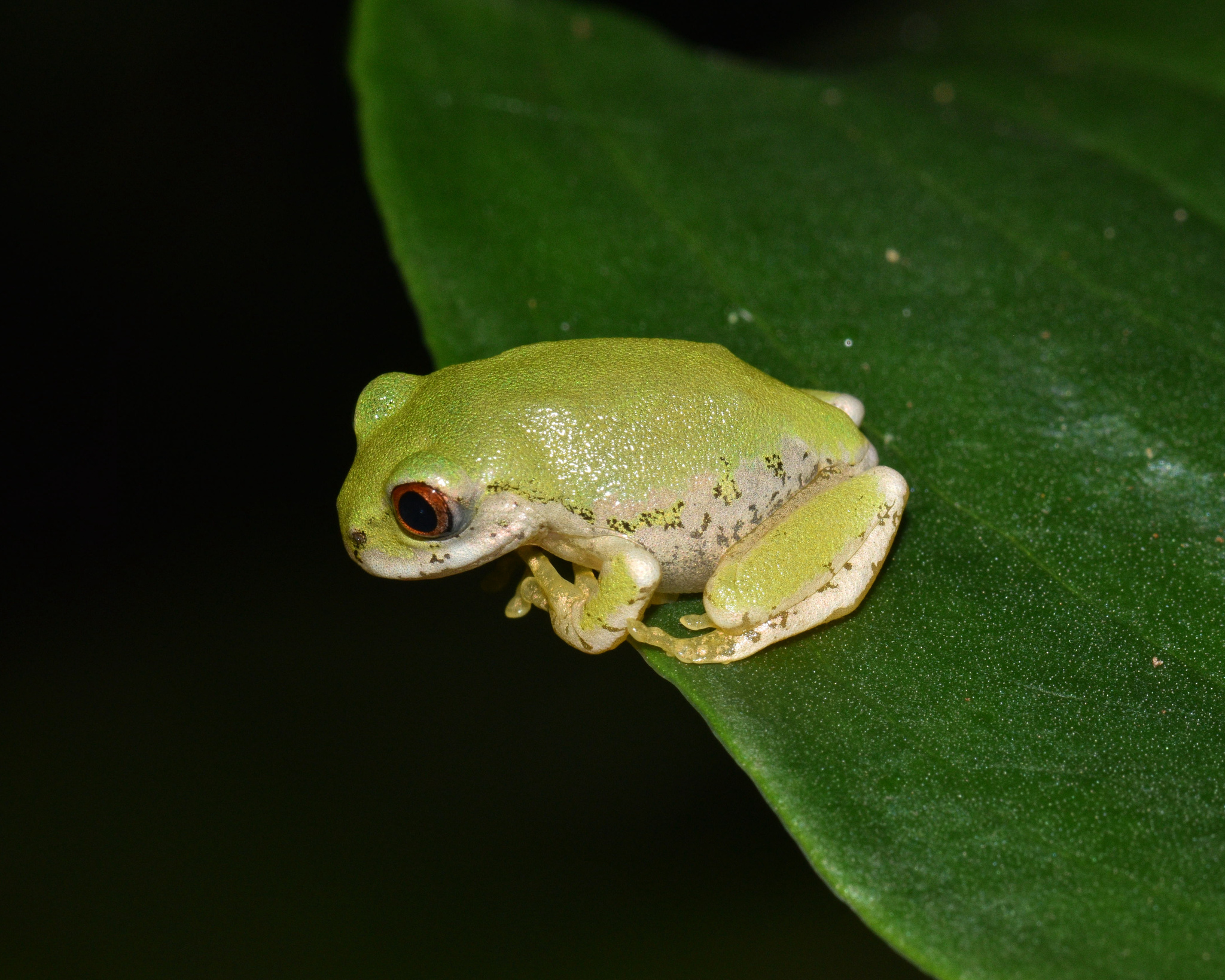 Leptopelis natalensis (Smith, 1849)
