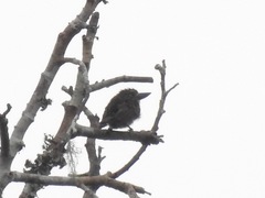 Pogoniulus scolopaceus