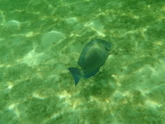 Acanthurus chirurgus