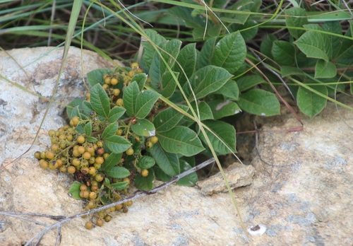 Searsia tumulicola var. meeuseana image