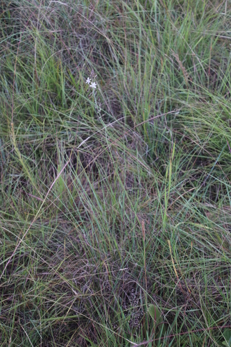Trachyandra saltii