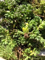 Sedum × rubrotinctum